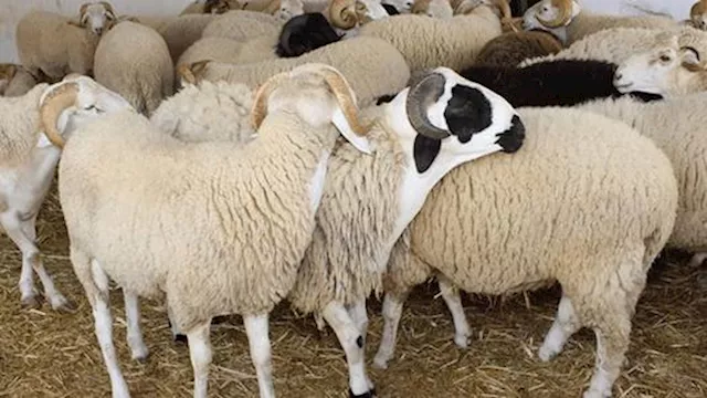 الضأن بــ 225.. تعرف على أسعار الأضاحي في أسواق الشرقية